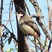 Red-whiskered Bulbul Red-whiskered Bulbul